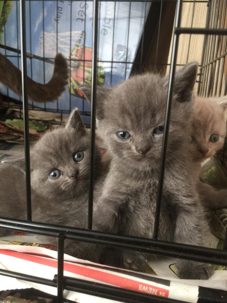 British shorthair kittens bluecreamwhite in Bury, Manchester Gumtree