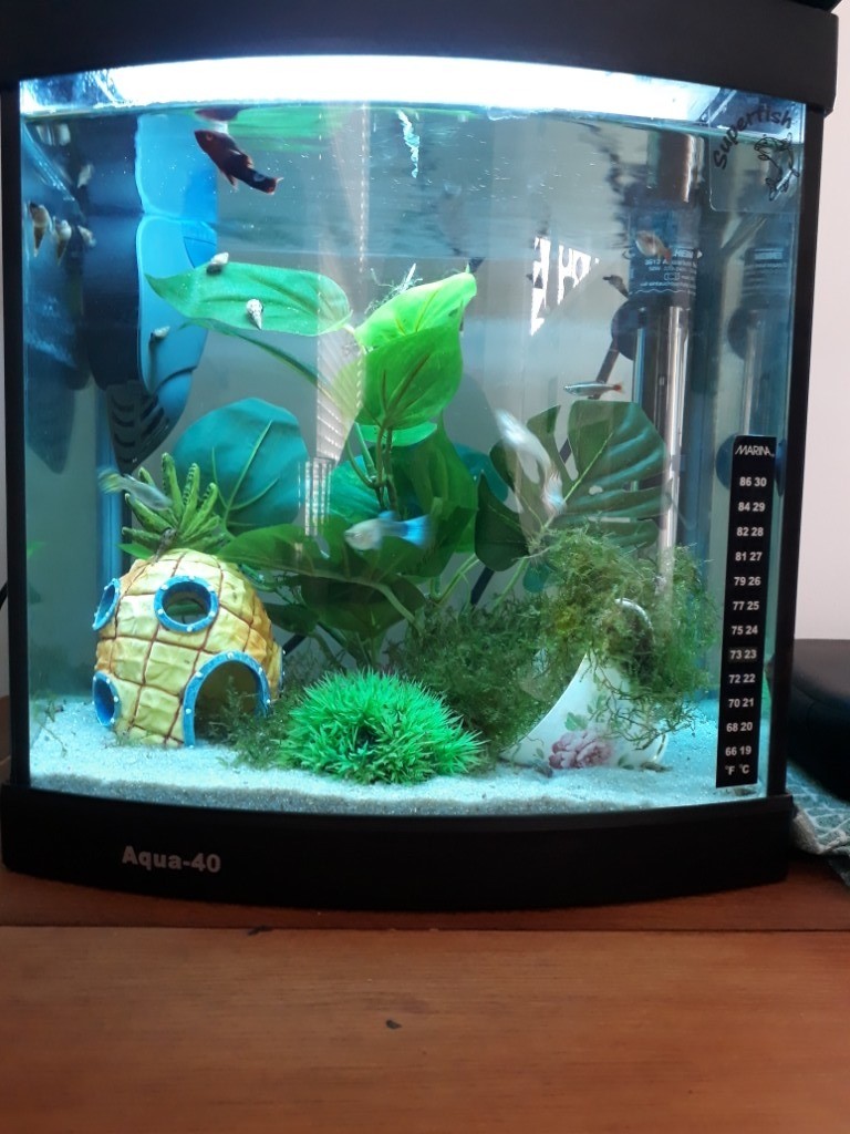 25 litre fish tank with built in LED lights and separate filter in