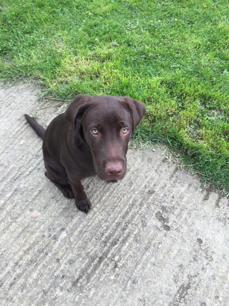 7 month old chocolate lab in Royal Wootton Bassett, Wiltshire Gumtree