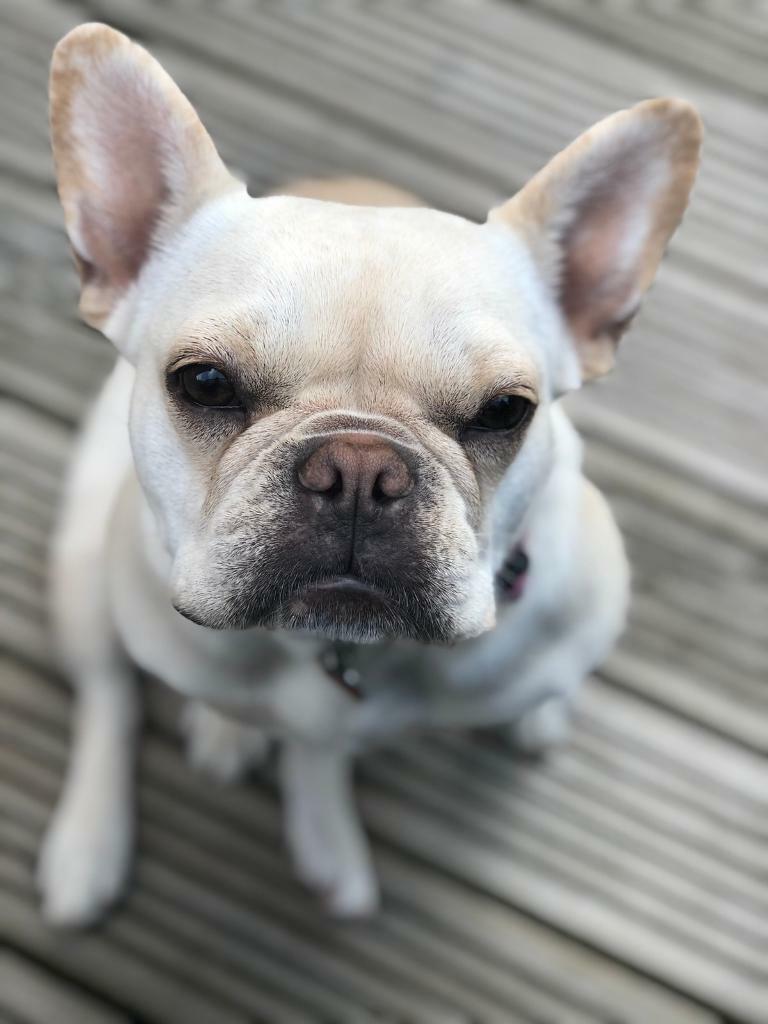Female cream french bulldog in Kingskerswell, Devon Gumtree