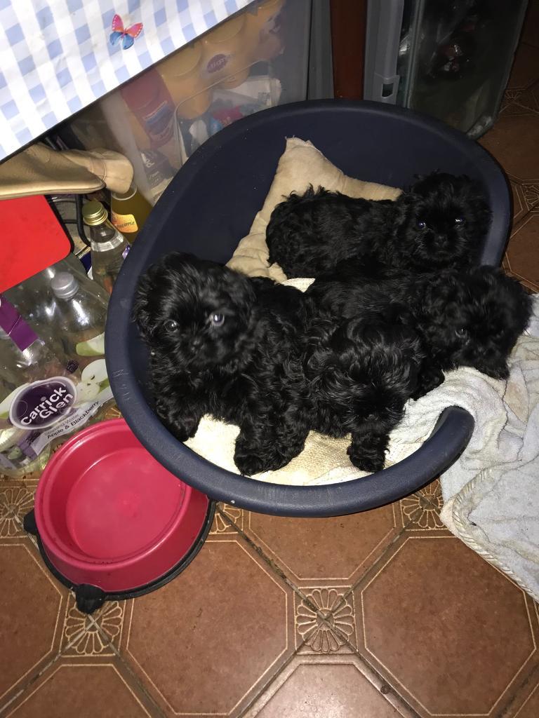 Black shih tzu puppies for sale in Pomeroy, County Tyrone Gumtree