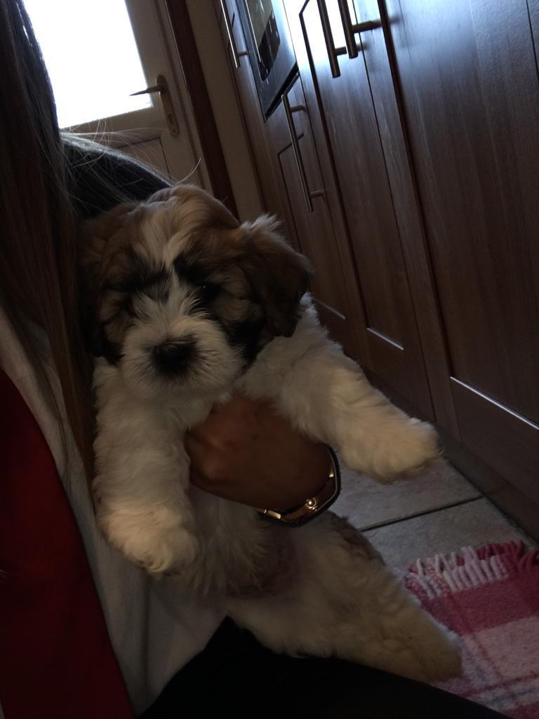 4 Puppies for sale in Kinghorn, Fife Gumtree