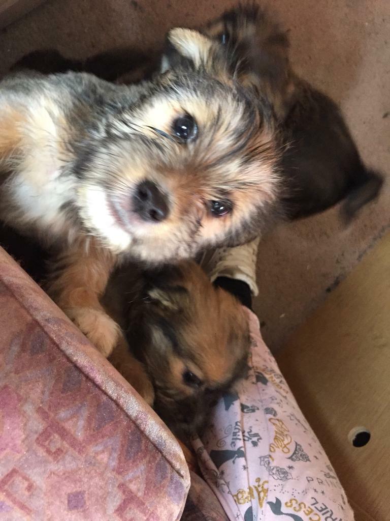 Jack Russell X Yorkie pups in Kirkcaldy, Fife Gumtree