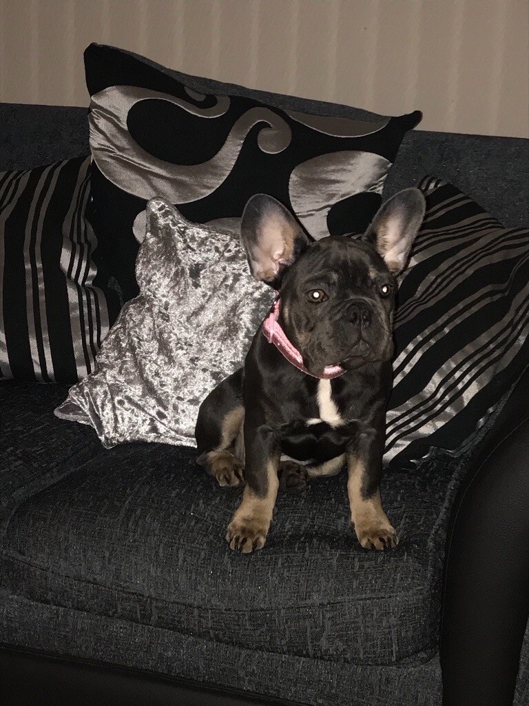 5 month French bulldog in Sefton Park, Merseyside Gumtree