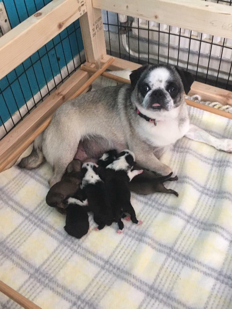 Panda pug puppies in Corby, Northamptonshire Gumtree