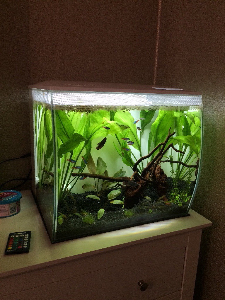 Fluval flex 57L fish tank in Middlesbrough, North Yorkshire Gumtree