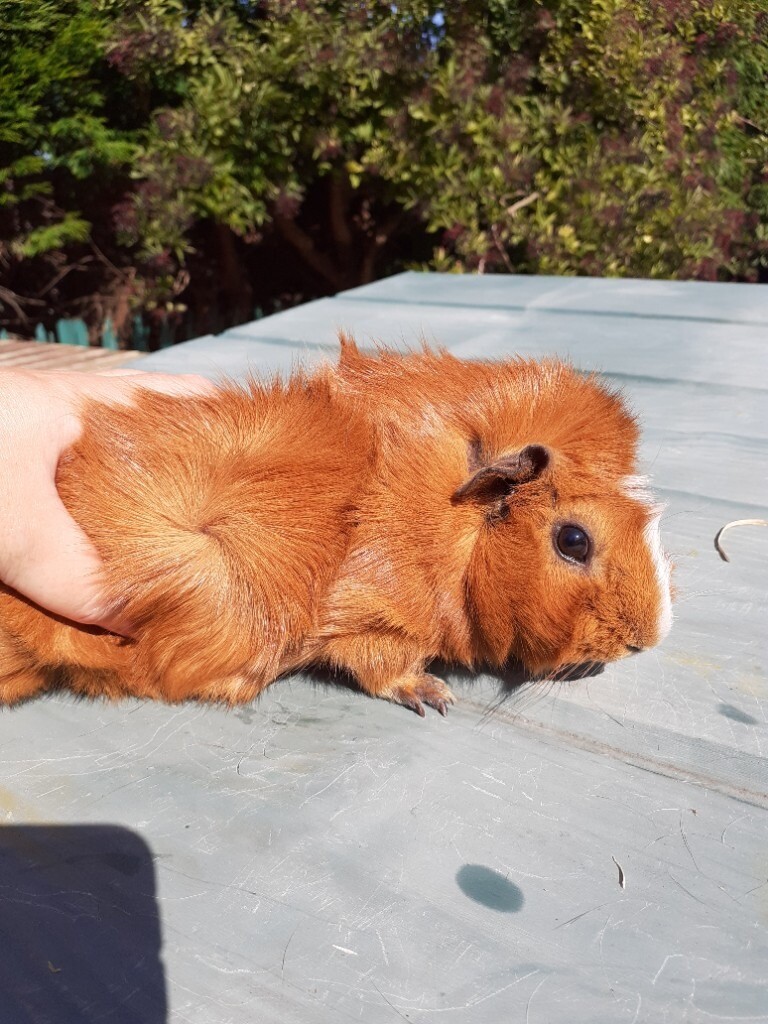 2 Guinea Pigs + hutch in Gateshead, Tyne and Wear Gumtree