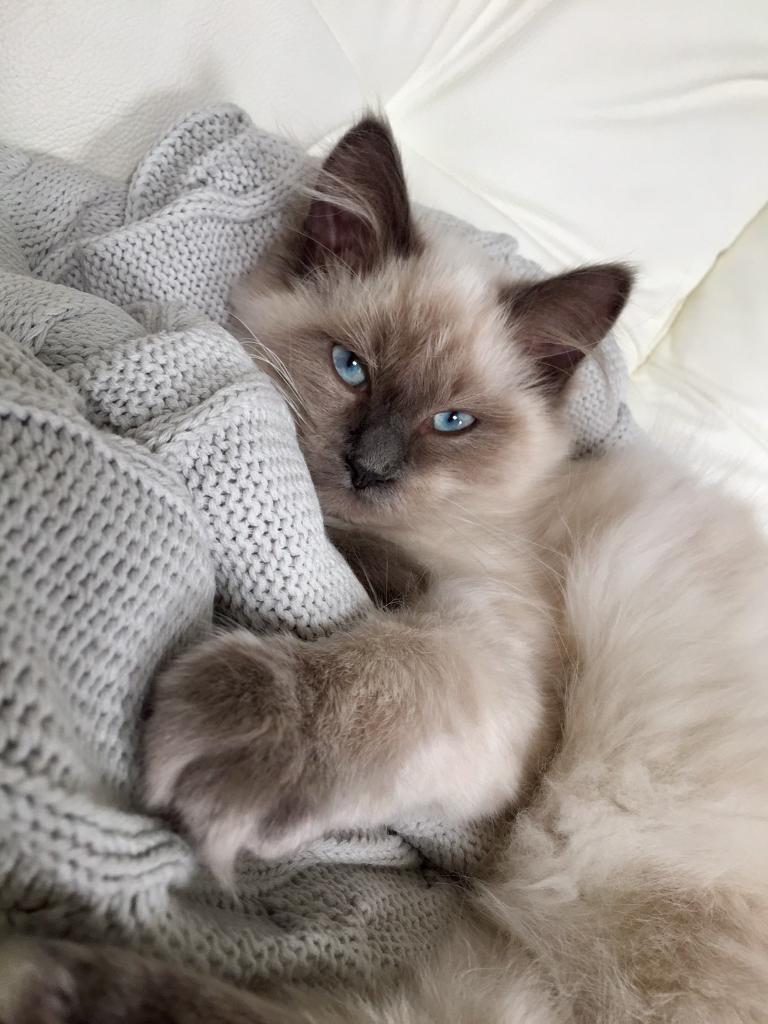 Ragdoll blue point kitten female | in Granton, Edinburgh | Gumtree