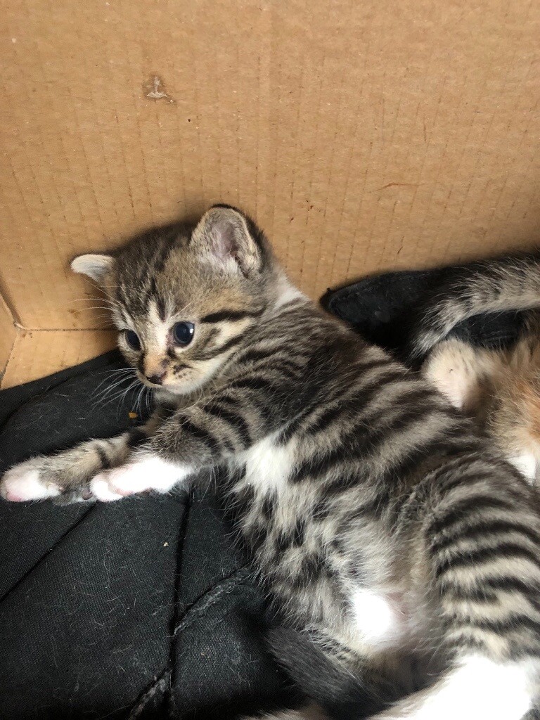 Tiger kittens for sale in Small Heath, West Midlands Gumtree