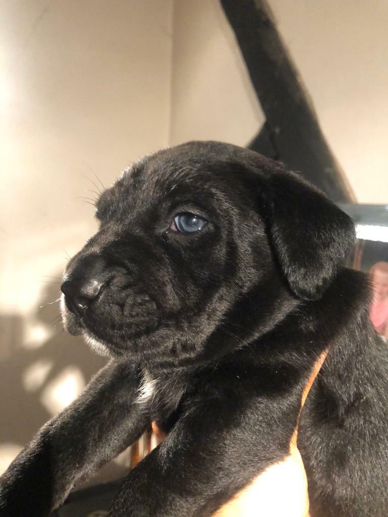 Black Lab X Staffy Puppies in Coventry, West Midlands Gumtree