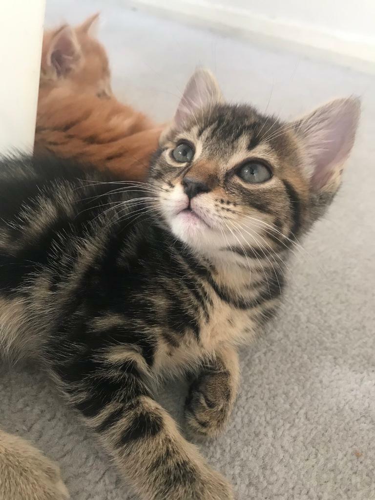Kitten boy | in Farnham, Surrey | Gumtree