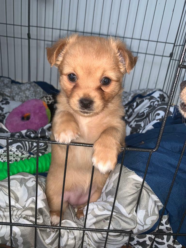 2 Images Chihuahua For Sale Brixton London Long Haired Girl