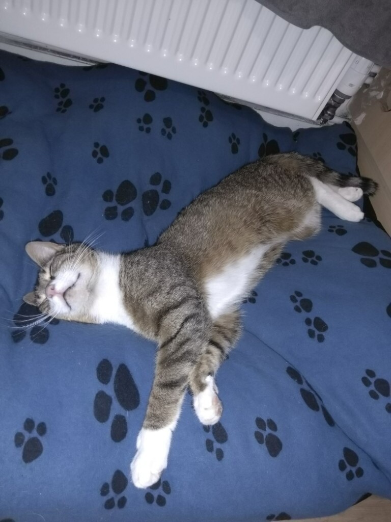 1 year old male cat needs a new home in Redruth, Cornwall Gumtree