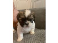 Shihtzu puppy for sale. Only one boy left £1000