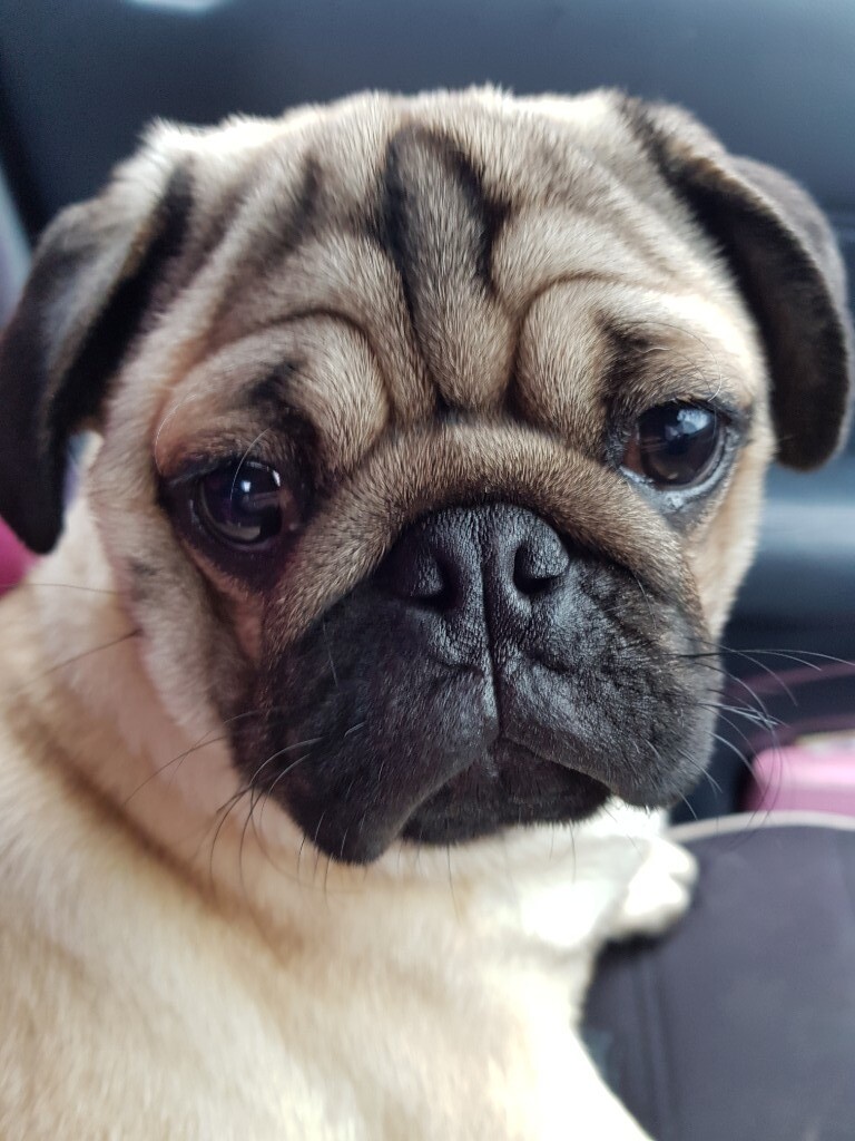 Male pug for sale 11 months old in Leicester, Leicestershire Gumtree