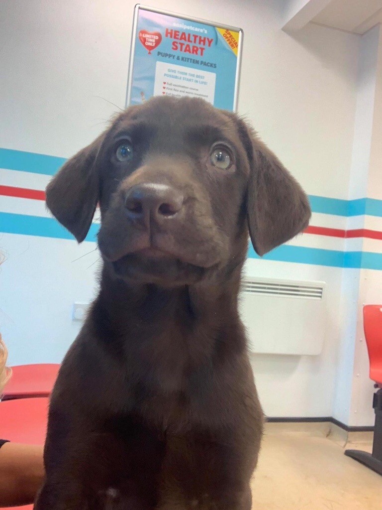 chunky chocolate lab puppies! in Rothwell, Northamptonshire