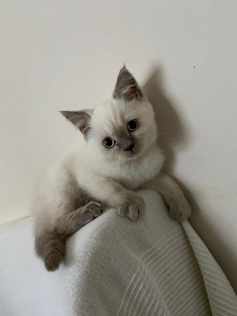 British Short Hair Kitten Lilac Seal Point In Cathays Cardiff Gumtree