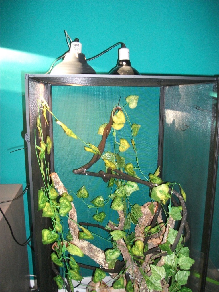 Chameleon set up Mesh enclosure (Reptibreeze) 4ft x 2 x 2 in Harlow