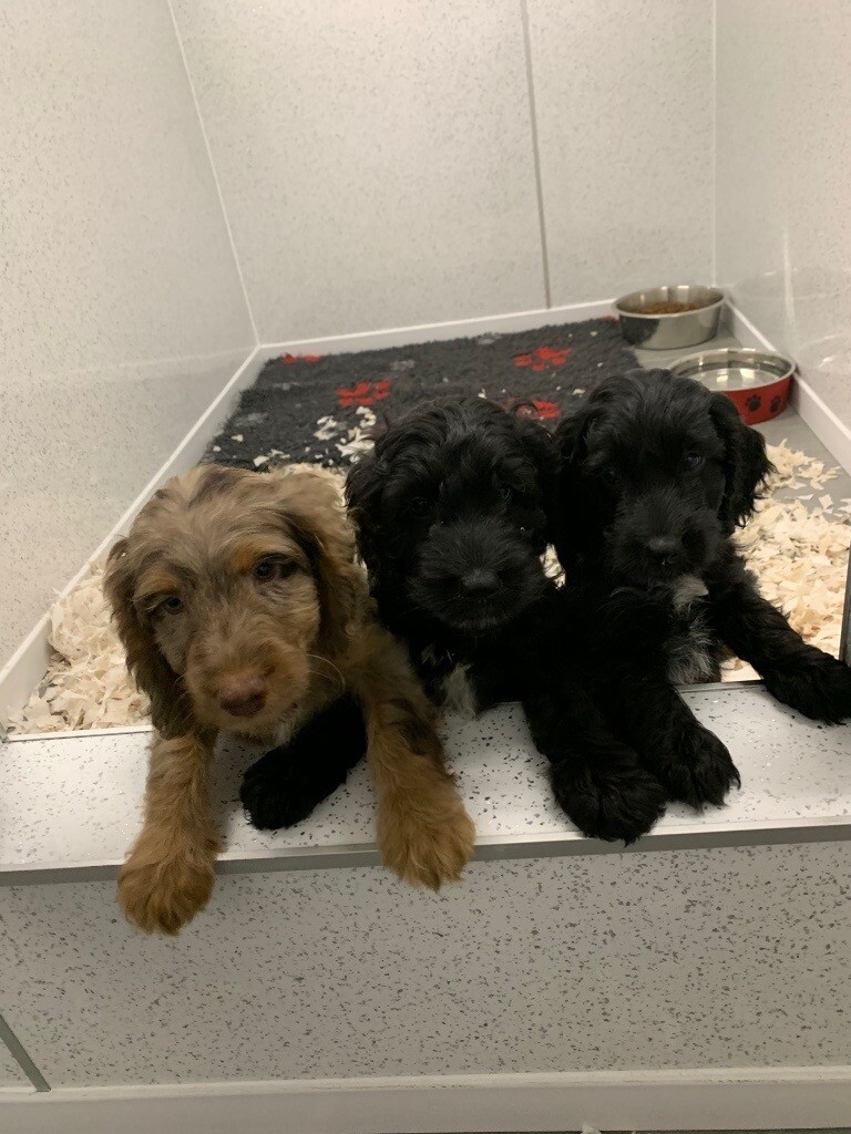 Cockapoo puppies in Carnoustie, Angus Gumtree
