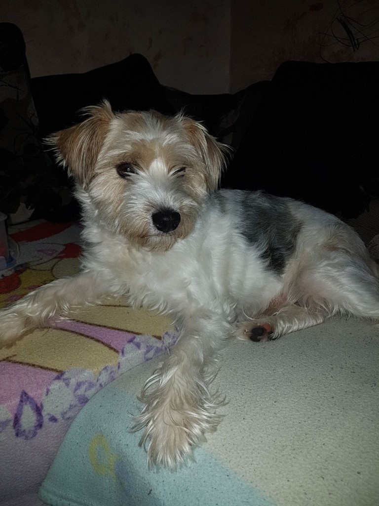 Beautiful Long Haired Tall Jackachu In Oldham Manchester Gumtree