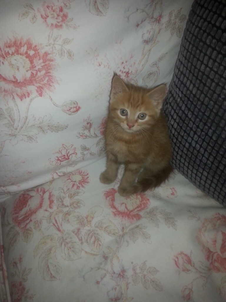 Ginger female kitten 8 weeks ready to go now in Mitcham, London Gumtree