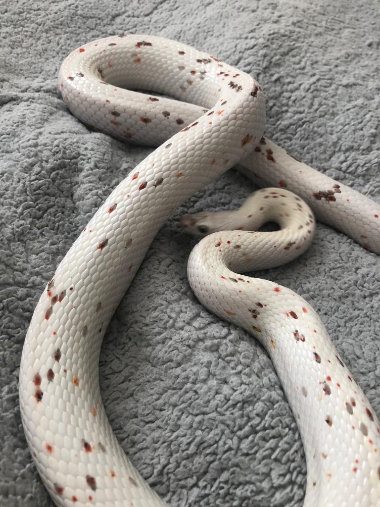 Palmetto corn snakes for sale in Linlithgow, West Lothian Gumtree
