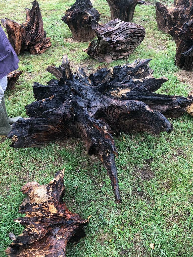 Tree Stump Roots Decorative Garden Features Stumpery in Haywards