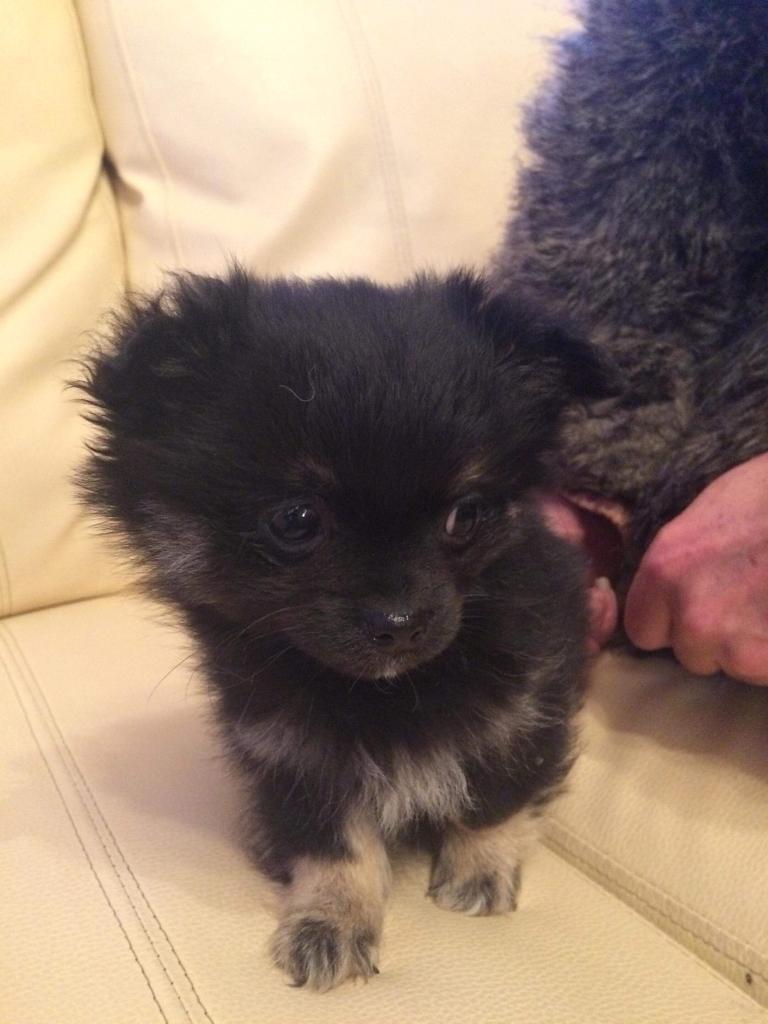 Male Chihuahua Puppy For Sale In Sheerness Kent Gumtree