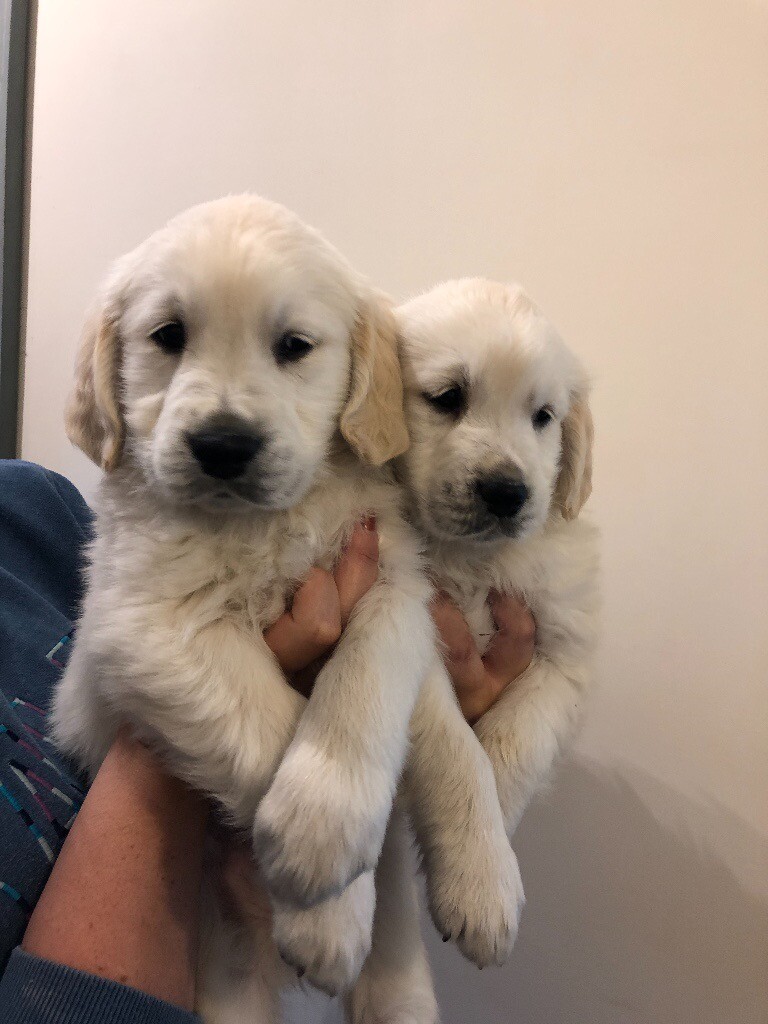 KC Registered Golden Retriever Puppies in Lampeter, Ceredigion Gumtree
