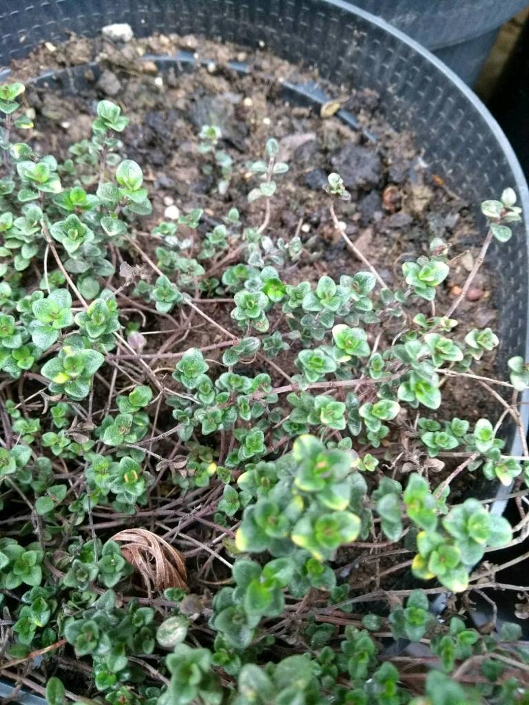 Creeping lemon thyme in Dundee Gumtree