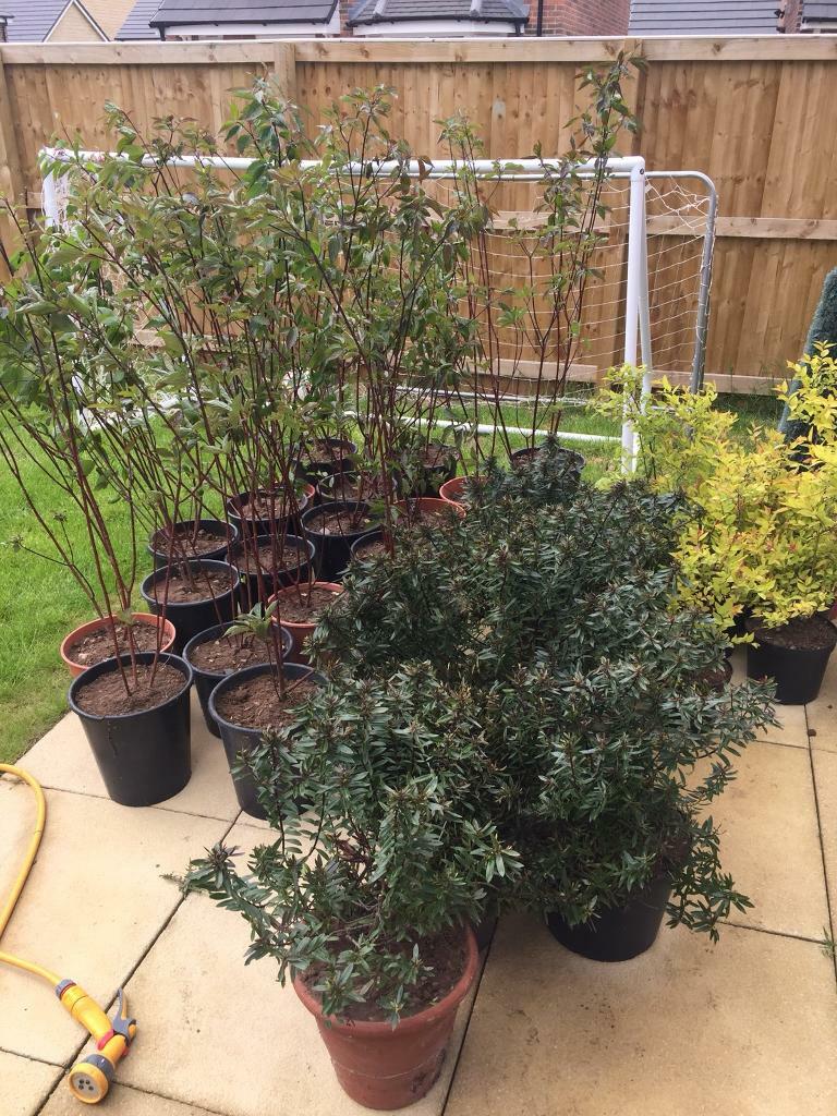 Large amount of garden plants for sale in Stocksbridge, South