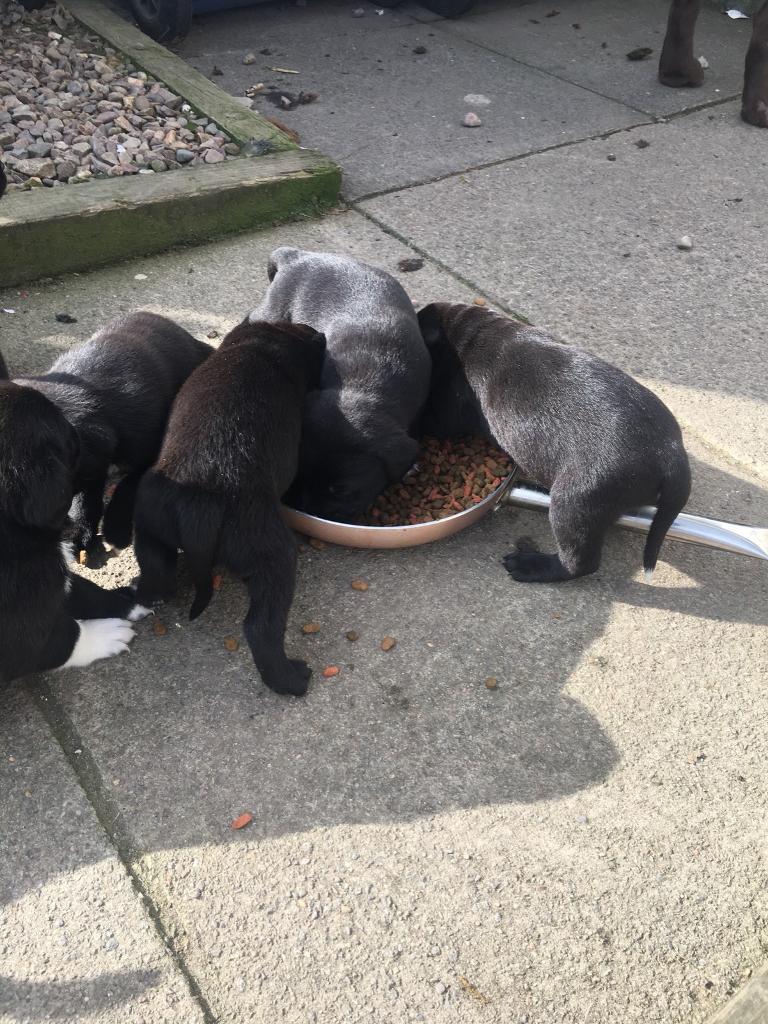Lab cross staffie x collie pups in West Calder, West Lothian Gumtree