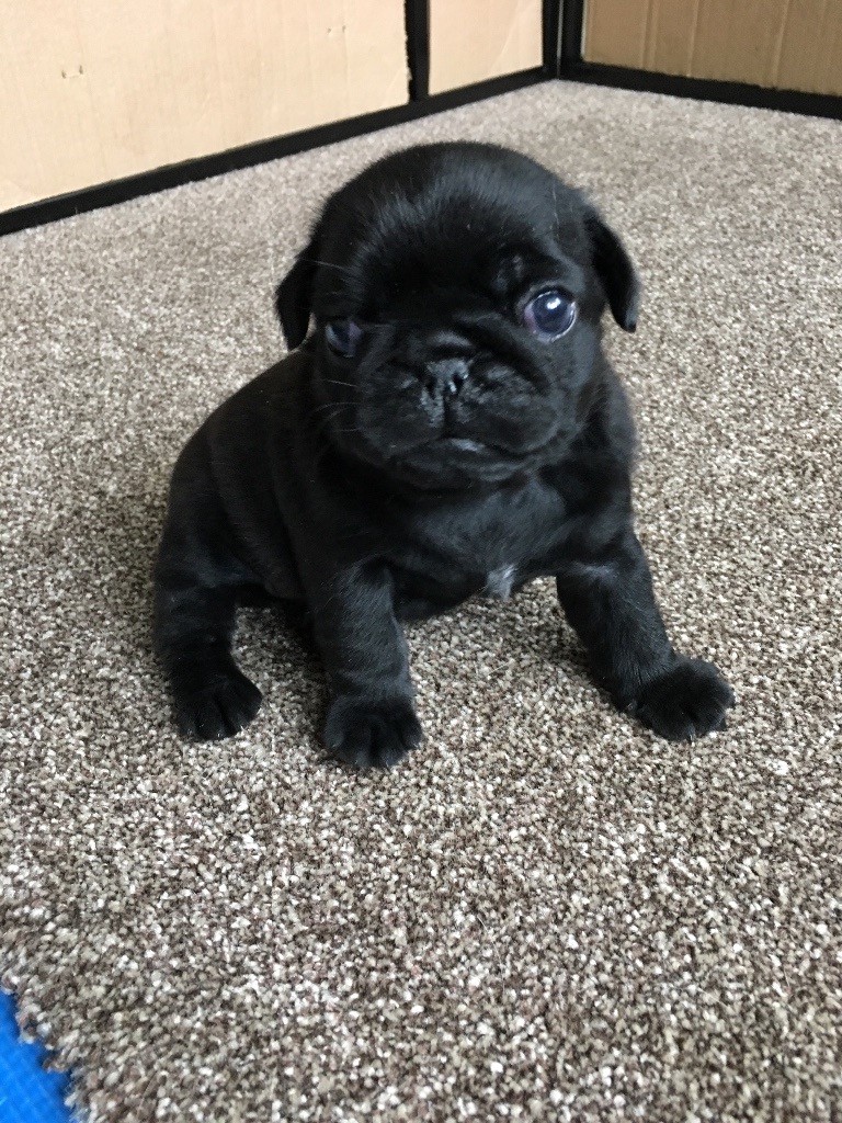 Pug Puppies For Sale 1 Black Girl Left in Coleshill, West Midlands