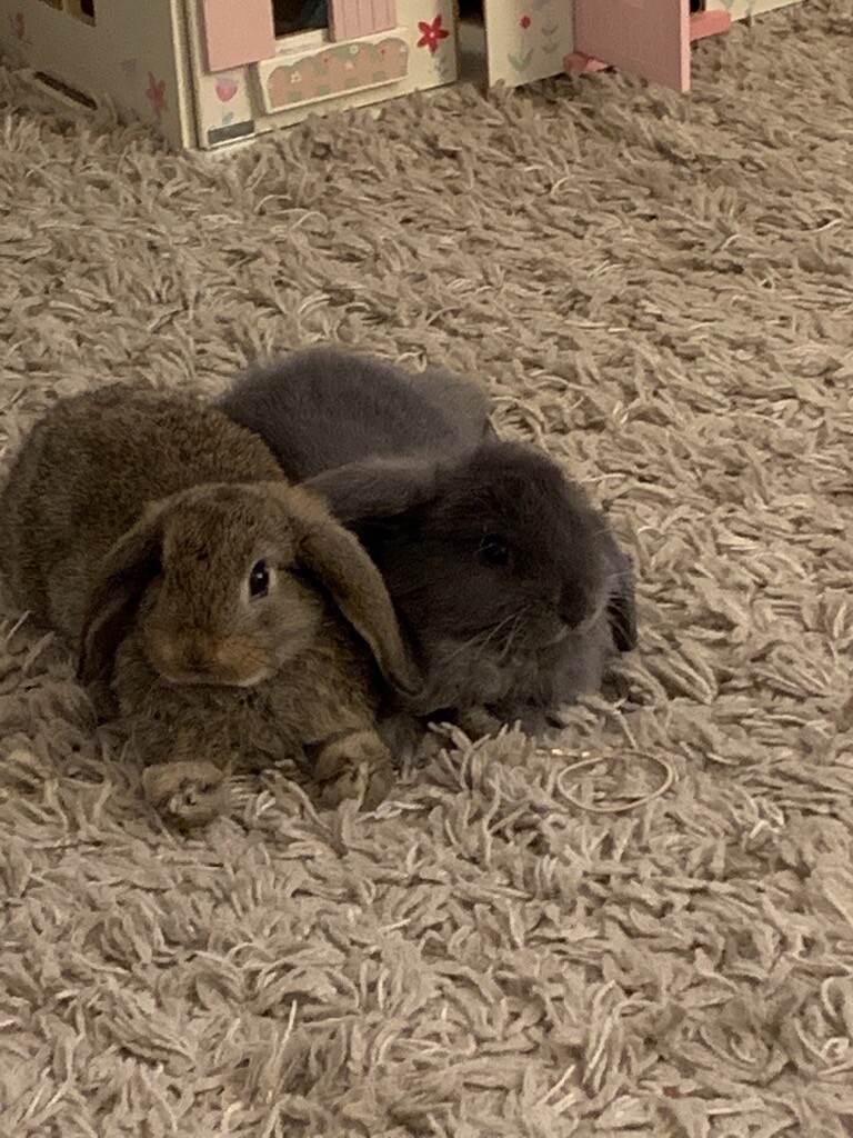 Two four month old Rabbits in Witney, Oxfordshire Gumtree