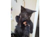  One female black Kitten for sale.