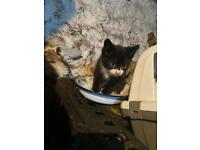 Great Natured Male Kittens For Sale
