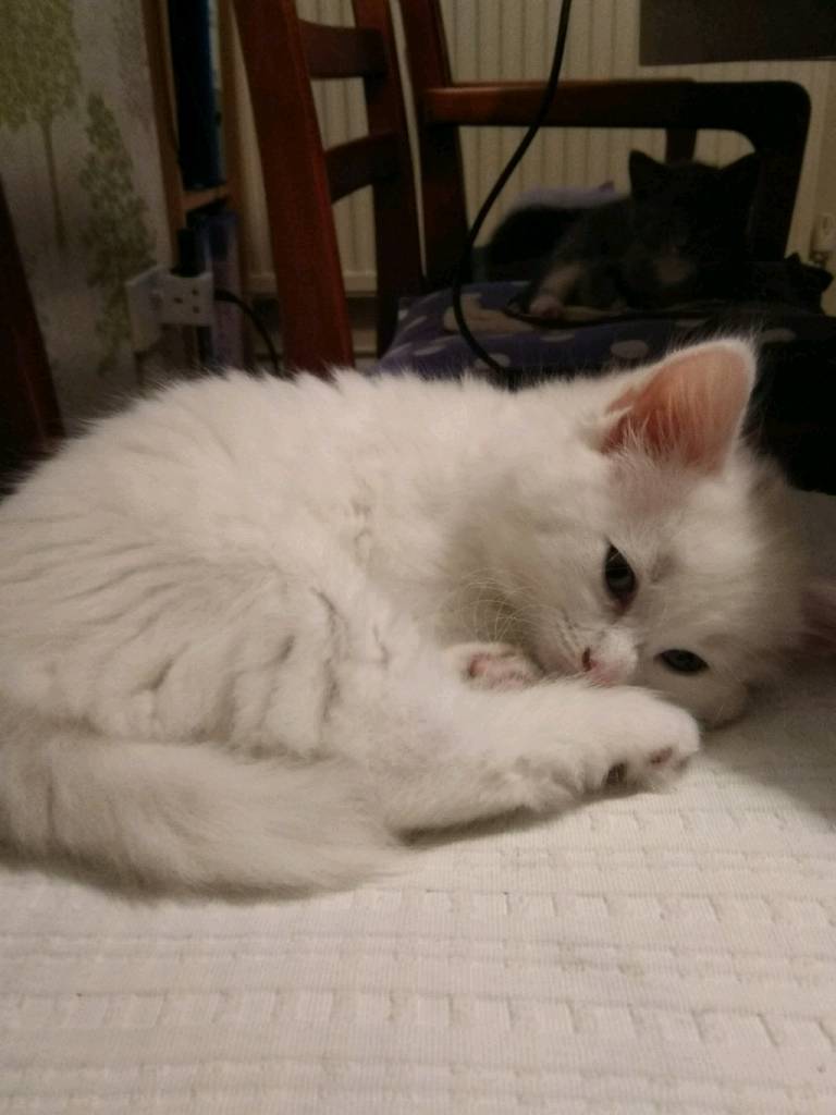 Kittens Russian Blue X White In Lincoln Lincolnshire Gumtree