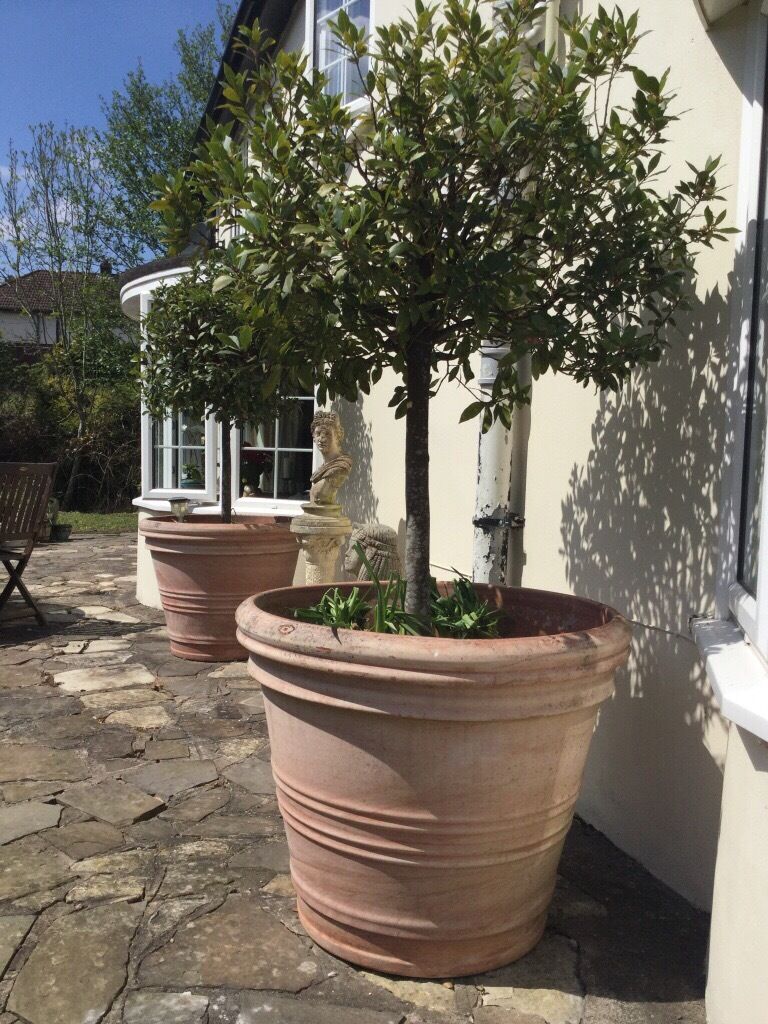 Huge Terracotta pot  planters with bay trees  in Newport 