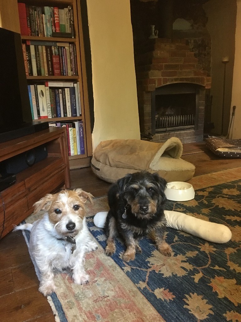 Lost Two Norfolk Terrier crosses, Black/Tan and White/Tan
