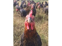 Chickens Birds For Sale Gumtree
