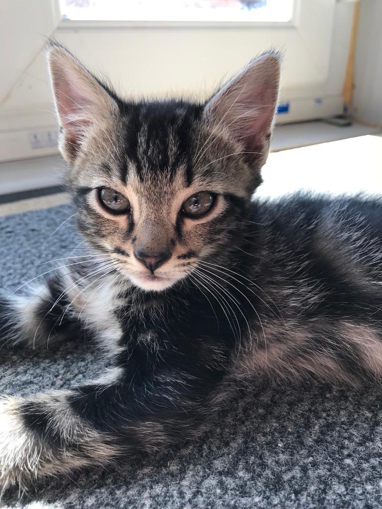 Bengal cross kittens in Torquay, Devon Gumtree