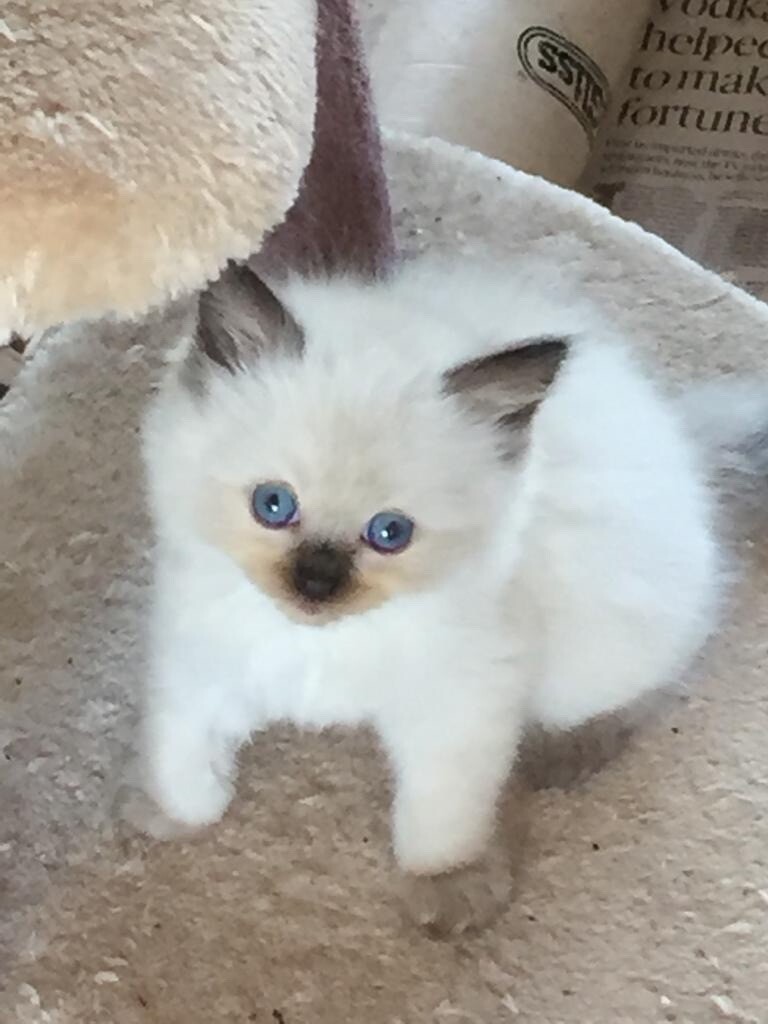 Ragdoll kittens for sale in Enfield, London Gumtree
