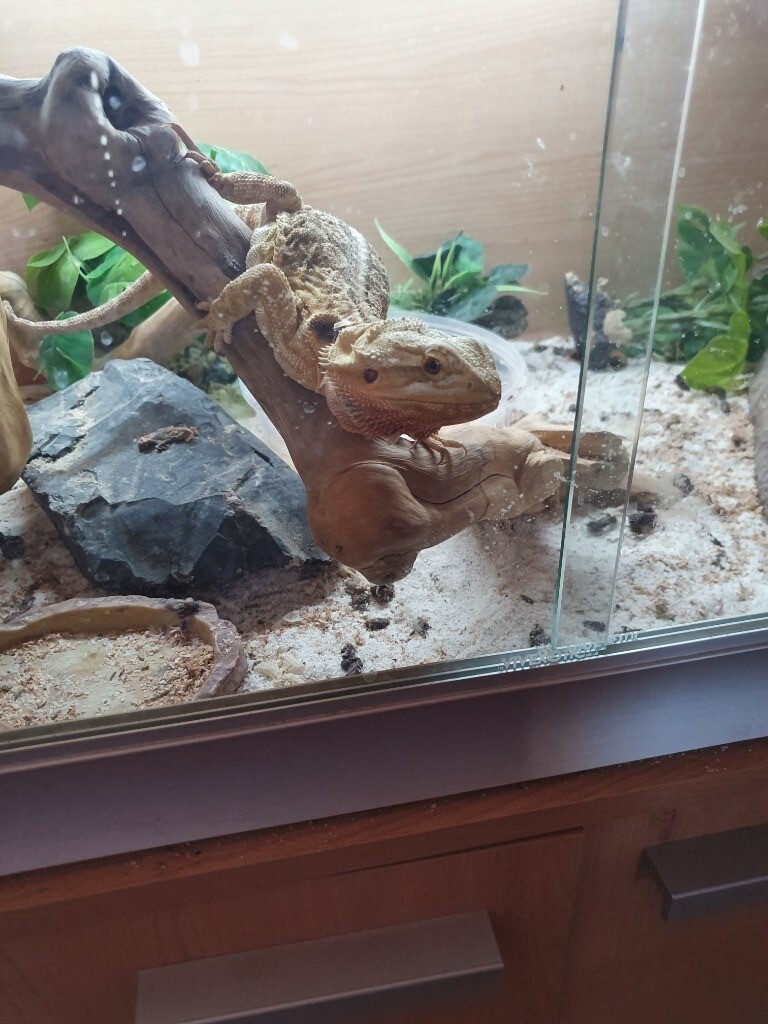 Bearded dragon + complete set up in Southwick, East Sussex Gumtree