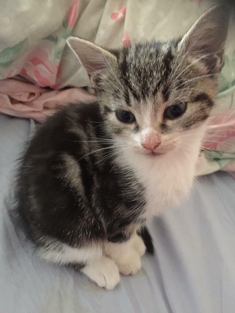 Beautiful kittens in Matlock, Derbyshire Gumtree