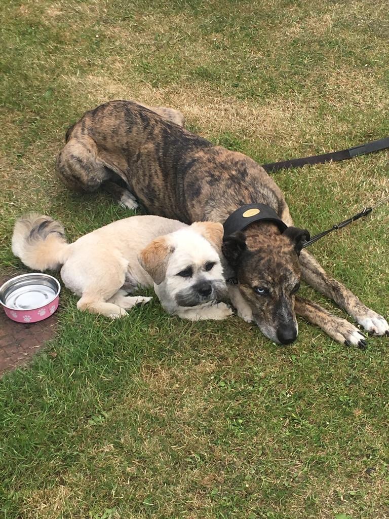 Quality Lurcher Pup For Sale