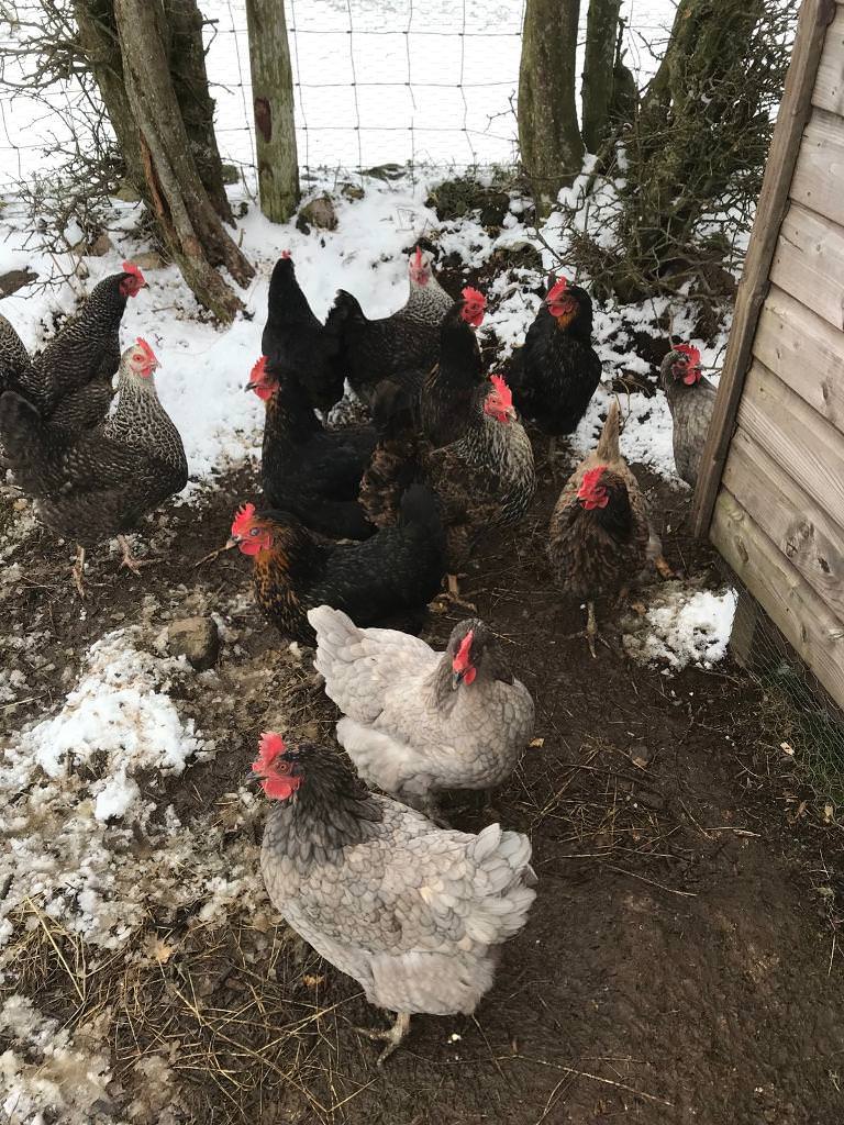 Hens for sale in Rathfriland, County Down Gumtree