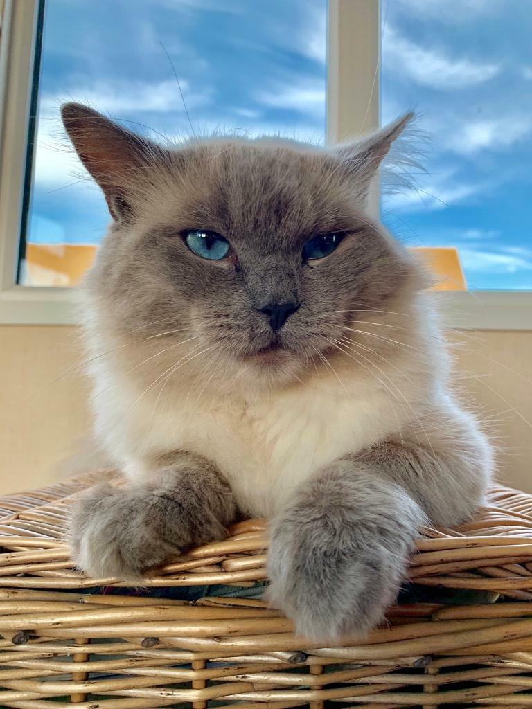 Rag Doll Male Gorgeous Boy In Royal Wootton Bassett Wiltshire