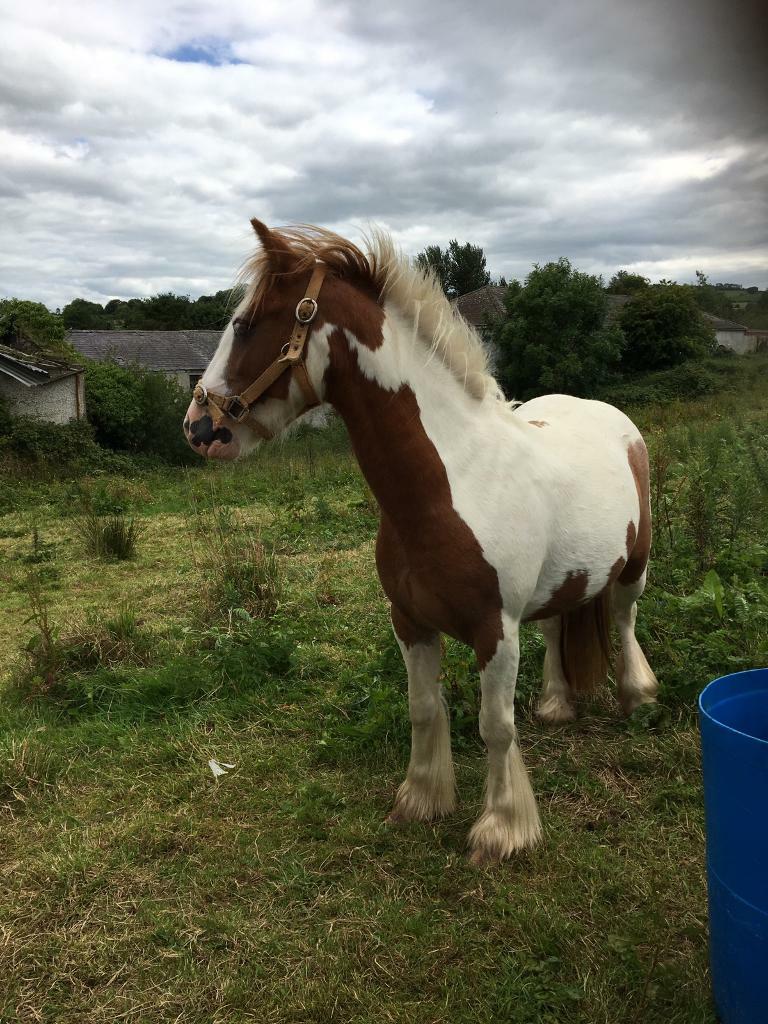 Stunning filly for sale ( horse pony ) in Keady, County Armagh Gumtree