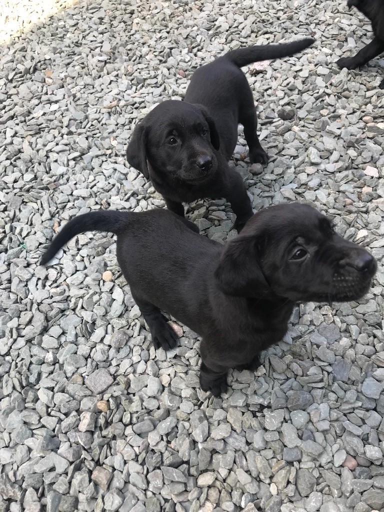 Labrador Pups For Sale in Ulverston, Cumbria Gumtree