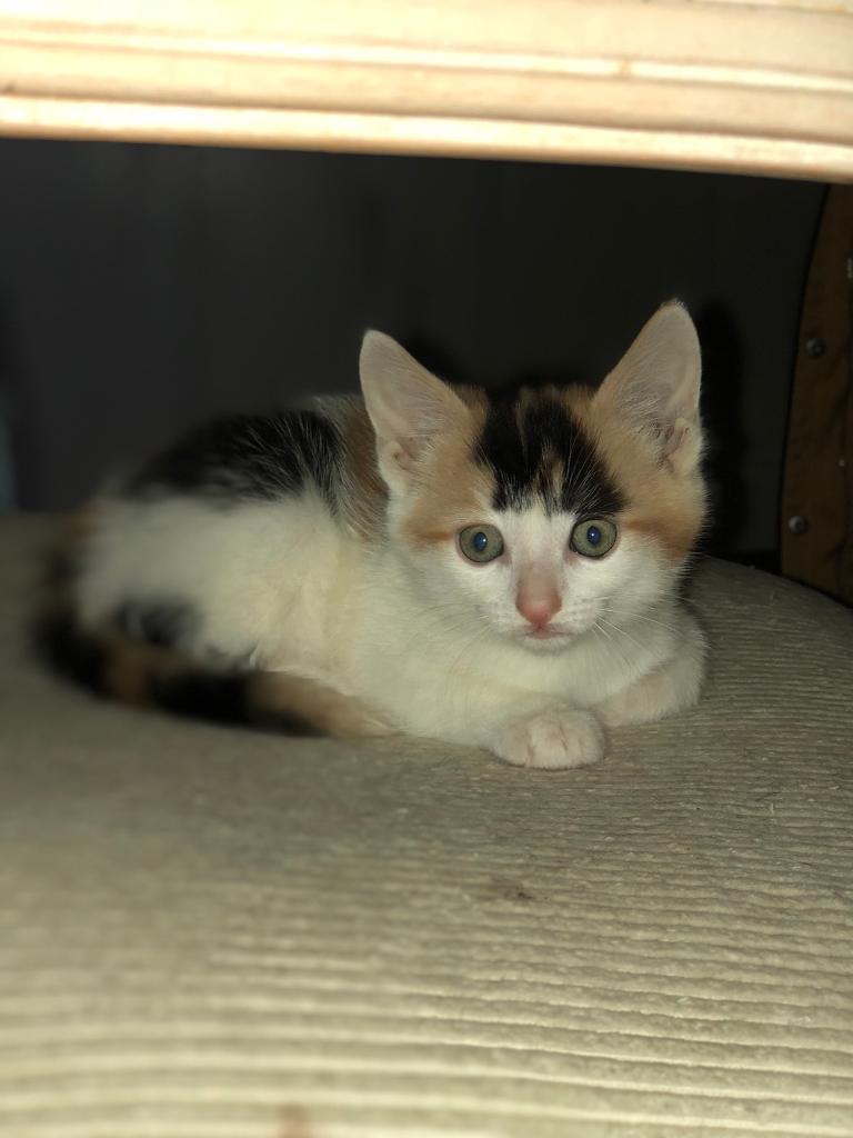 Kittens in Langley Park, County Durham Gumtree